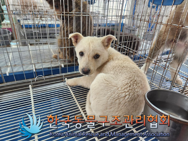 한국동물구조관리협회_441406202300430